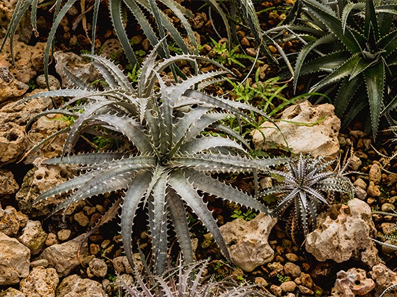 Ni ágaves ni aloes: se llaman  dyckias y son bromelias